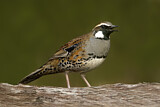 Image. Spotted Quail-thrush