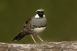 Image. Spotted Quail-thrush