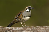 Image. Spotted Quail-thrush
