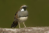 Image. Spotted Quail-thrush