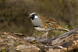 Image. Spotted Quail-thrush