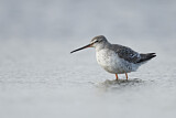 Image. Spotted Redshank