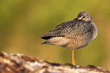 Image. Spotted Redshank