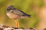 Image. Spotted Redshank