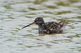 Image. Spotted Redshank