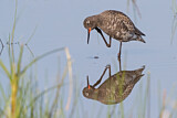 Image. Spotted Redshank
