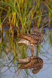 Image. Spotted Redshank