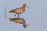 Image. Spotted Redshank