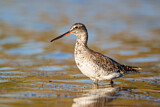 Image. Spotted Redshank