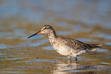 Image. Spotted Redshank
