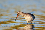Image. Spotted Redshank