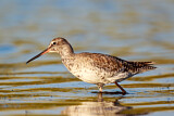 Image. Spotted Redshank