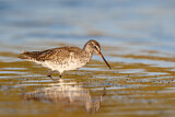 Image. Spotted Redshank