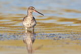 Image. Spotted Redshank