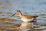 Image. Spotted Redshank