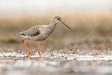 Image. Spotted Redshank