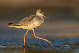 Image. Spotted Redshank