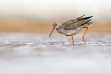 Image. Spotted Redshank