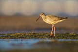 Image. Spotted Redshank