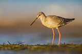 Image. Spotted Redshank