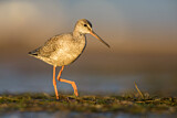Image. Spotted Redshank