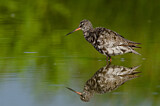 Image. Spotted Redshank