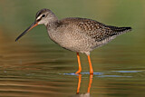 Image. Spotted Redshank