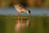 Image. Spotted Redshank