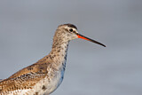 Image. Spotted Redshank