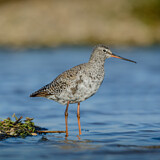 Image. Spotted Redshank