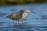Image. Spotted Redshank