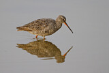 Image. Spotted Redshank