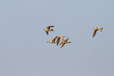 Image. Spotted Sandgrouse