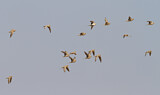 Image. Spotted Sandgrouse