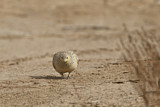 Image. Spotted Sandgrouse