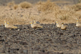 Image. Spotted Sandgrouse