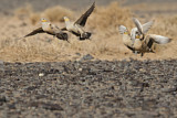 Image. Spotted Sandgrouse