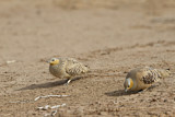 Image. Spotted Sandgrouse