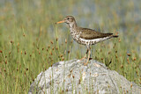 Image. Spotted Sandpiper