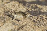 Image. Spotted Sandpiper