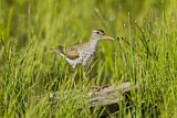 Image. Spotted Sandpiper