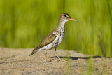 Image. Spotted Sandpiper