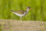 Image. Spotted Sandpiper