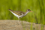 Image. Spotted Sandpiper