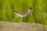 Image. Spotted Sandpiper