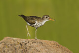 Image. Spotted Sandpiper