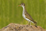 Image. Spotted Sandpiper