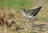 Image. Spotted Sandpiper