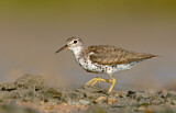 Image. Spotted Sandpiper