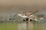 Image. Spotted Sandpiper